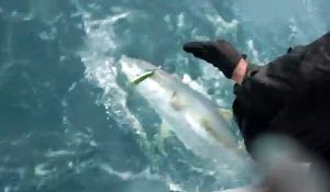 VIDEO: Extreme jigging for kings!